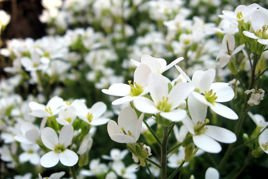 Gęsiówka kaukaska Variegata Arabis caucasica P9