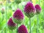 Czosnek glówkowaty Allium sphaerocephalon P9