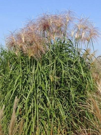 Miskant olbrzymi Meidl Miscanthus giganteus C5