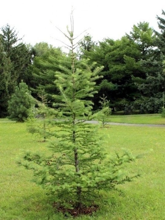 Modrzew japoński Larix kaempferi