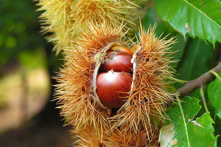 Kasztan jadalny Castanea sativa P9
