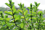 Mięta pieprzowa Mentha piperita P9