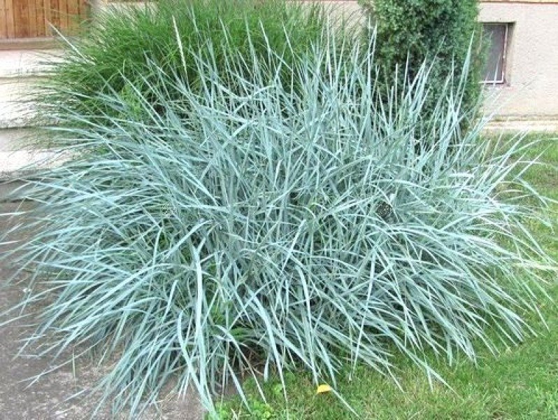 Wydmuchrzyca piaskowa Leymus arenarius P9