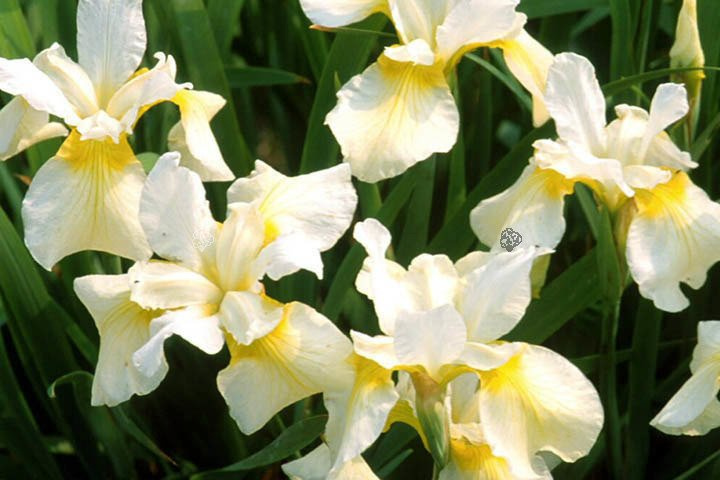 Kosaciec syberyjski Butter and Sugar Iris sibirica P9
