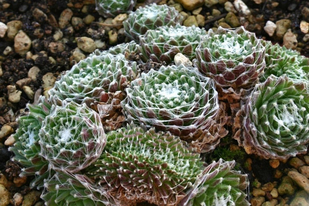 Rojnik pajęczynowaty Sempervivum arachnoideum P9