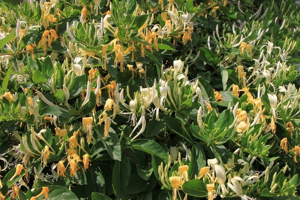 Wiciokrzew pomorski Graham Thomas Lonicera periclymenum P9