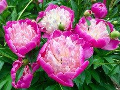 Piwonia Bowl of Beauty Paeonia C2