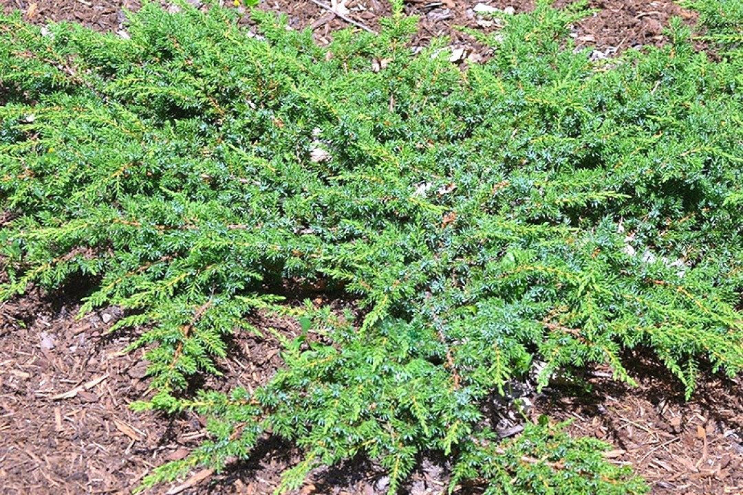 Jałowiec pospolity Green Carpet Juniperus communis C2
