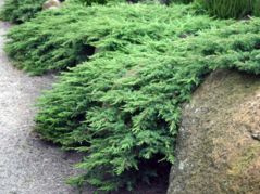 Jałowiec sabiński Rockery Gem Juniperus sabina C2