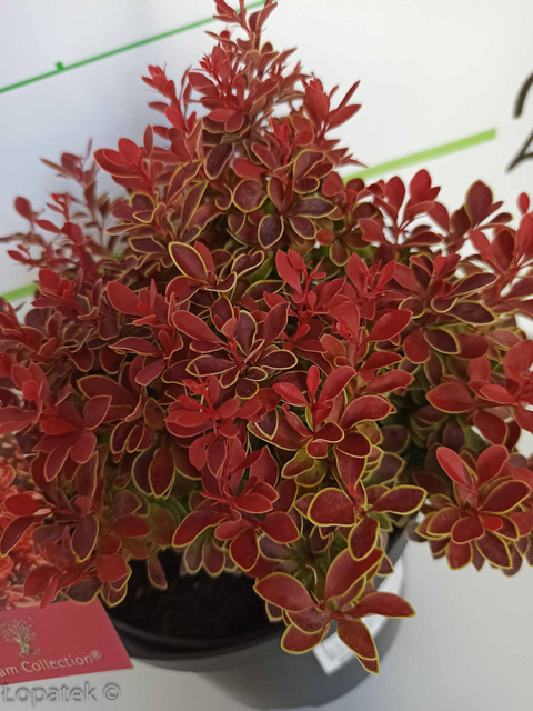 Berberys Thunberga Admiration PBR Berberis thunbergii C5