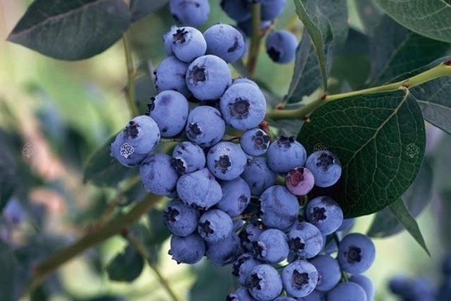 Borówka amerykańska Bluecrop Vaccinium corymbosum C2
