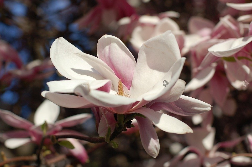 Magnolia Loebnera Merrill Magnolia loebneri C5