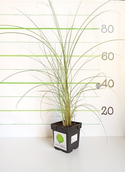 Miskant chiński Morning Light Miscanthus sinensis P9