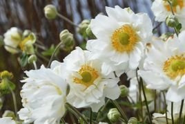 Zawilec mieszańcowy Whirlwind Anemone hybrida P9