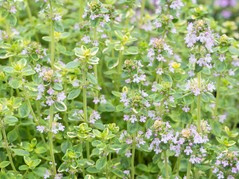 Wrzosiec darlejski White Rocket Erica darleyensis C1