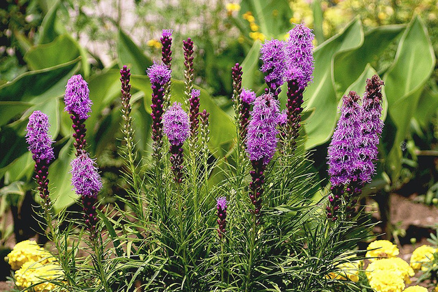 Liatra kłosowa Liatris spicata P9