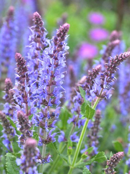 Szałwia omszona Blauhugel Salvia nemorosa P9