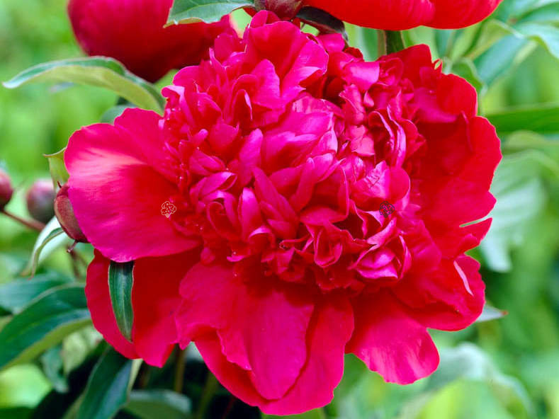 Piwonia Inspecteur Lavergne Paeonia C2