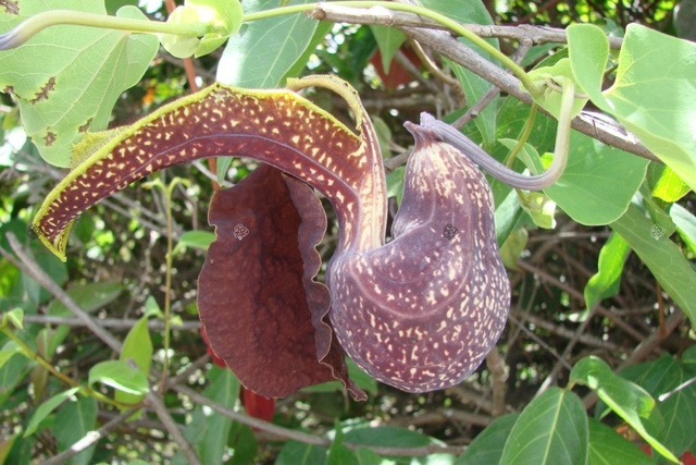 Kokornak wielkolistny Aristolochia macrophylla C2