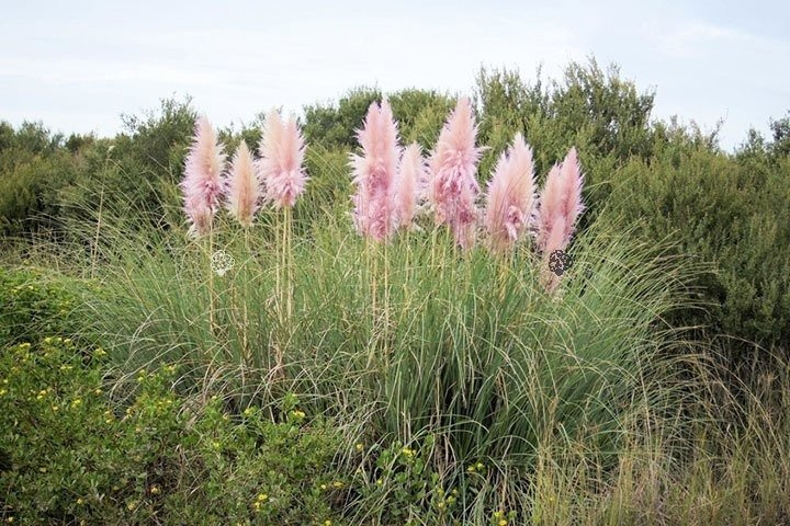 Trawa pampasowa Rosea Cortaderia selloana C2