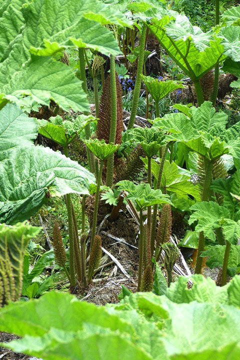 Gunnera olbrzymia Gunnera manicata P11