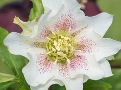 Ciemiernik wschodni Double Crown White Helleborus orientalis P9