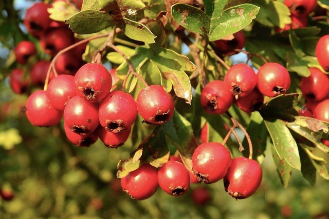 Głóg jednoszyjkowy Crataegus monogyna Głóg jadalny