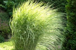 Miskant chiński Morning Light Miscanthus sinensis C2