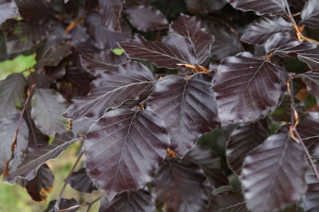 Buk pospolity Atropunicea Fagus sylvatica C2