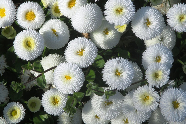 Stokrotka pospolita Weiss Bellis perennis P9