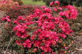 Azalia japońska Tornella Rhododendron obtusum C2