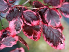 Buk pospolity Purpurea Tricolor Fagus sylvatica C2