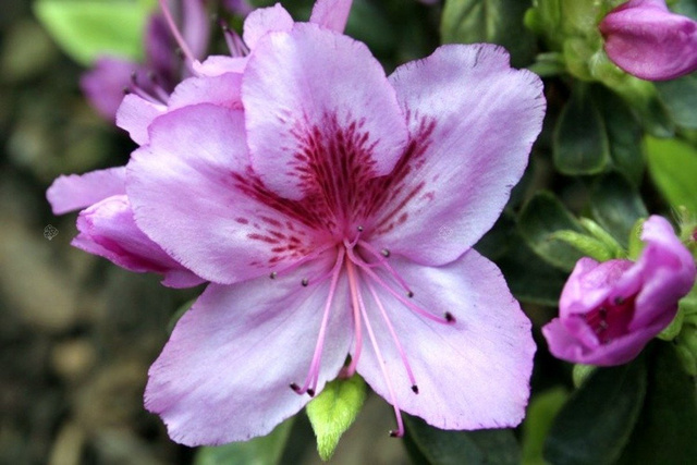 Azalia japońska Peppina PBR Rhododendron obtusum C2