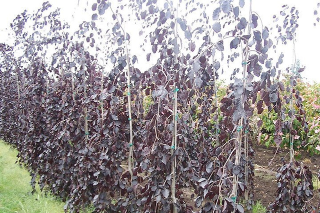 Buk pospolity Purple Fountain Fagus sylvatica C3