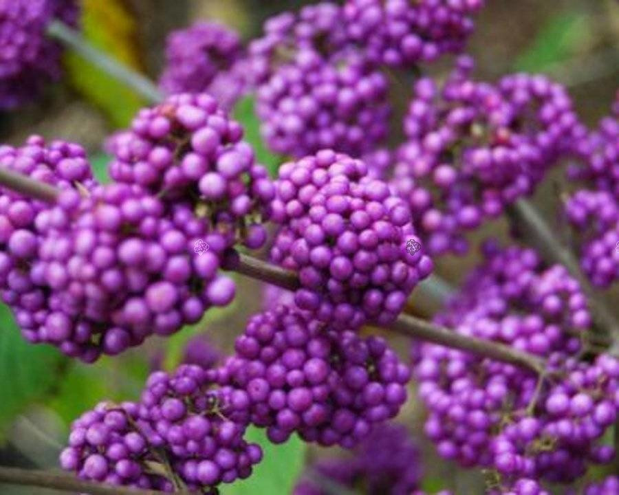 Pięknotka Bodiniera Profusion Callicarpa bodinieri