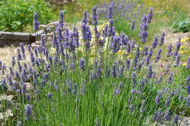 Lawenda wąskolistna Grosso Lavandula angustifolia P9