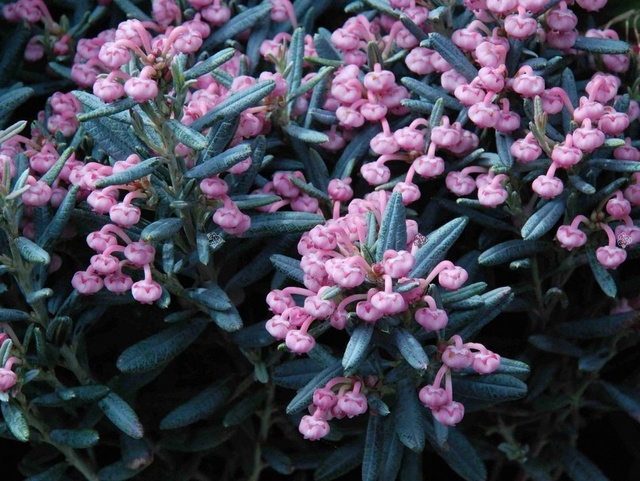 Modrzewnica pospolita Blue Ice Andromeda polifolia P11