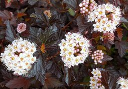 Pęcherznica kalinolistna Midnight PBR Physocarpus opulifolius C3