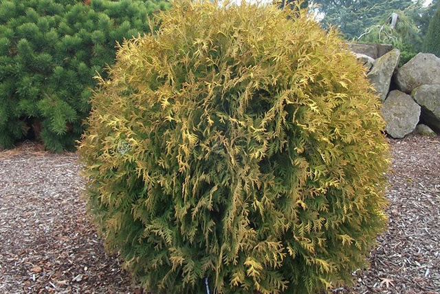 Tuja Golden Globe Thuja occidentalis C2