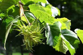 Leszczyna turecka Corylus colurna