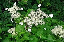 Hortensja pnąca subsp. petiolaris Hydrangea anomala C2