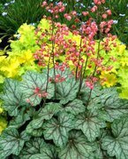 Żurawka Peppermint Spice PBR Heuchera C2