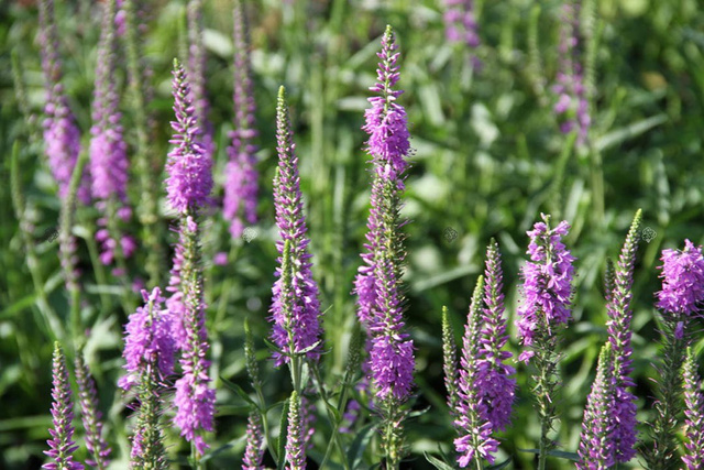 Przetacznik długolistny Eveline Veronica longifolia C2