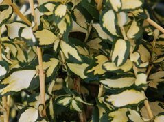 Trzmielina Fortune'a Mickaela Euonymus fortunei C2