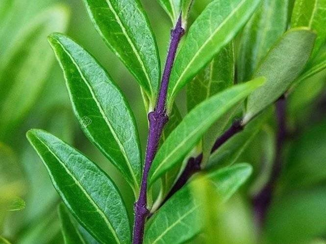 Suchodrzew Chiński Lonicera pileata P9