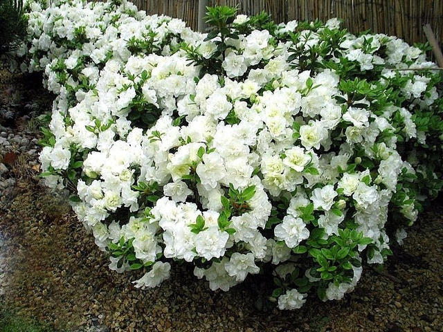 Azalia japońska Schneeperle PBR Rhododendron obtusum C2