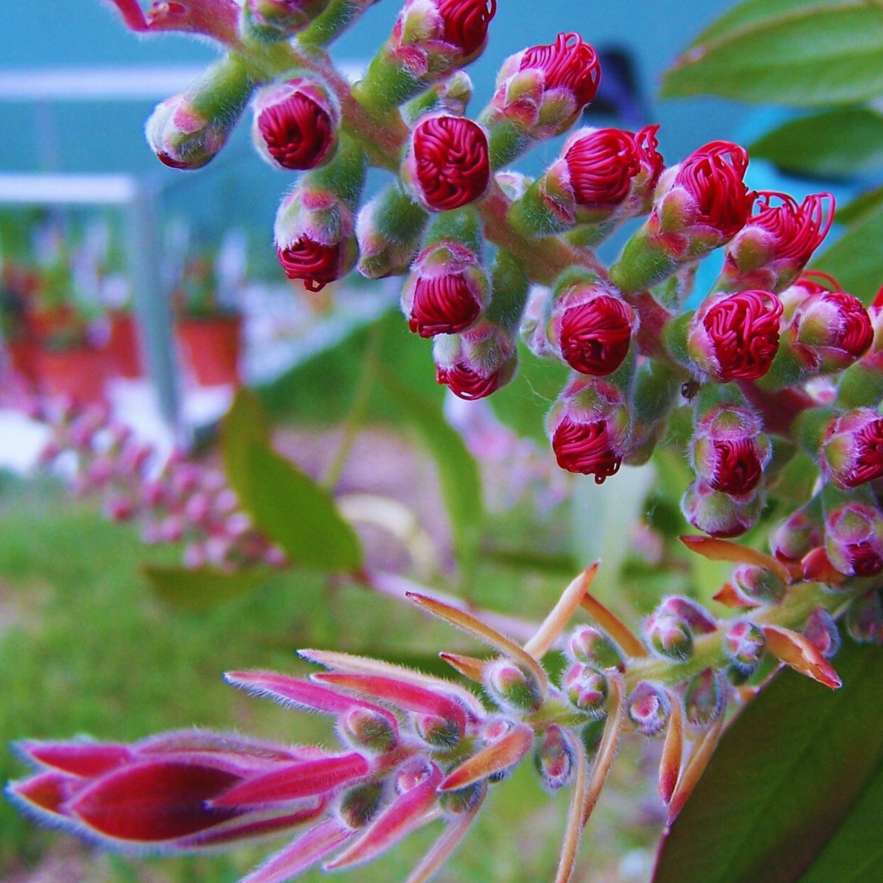 Kuflik Mauve Mist Callistemon P9