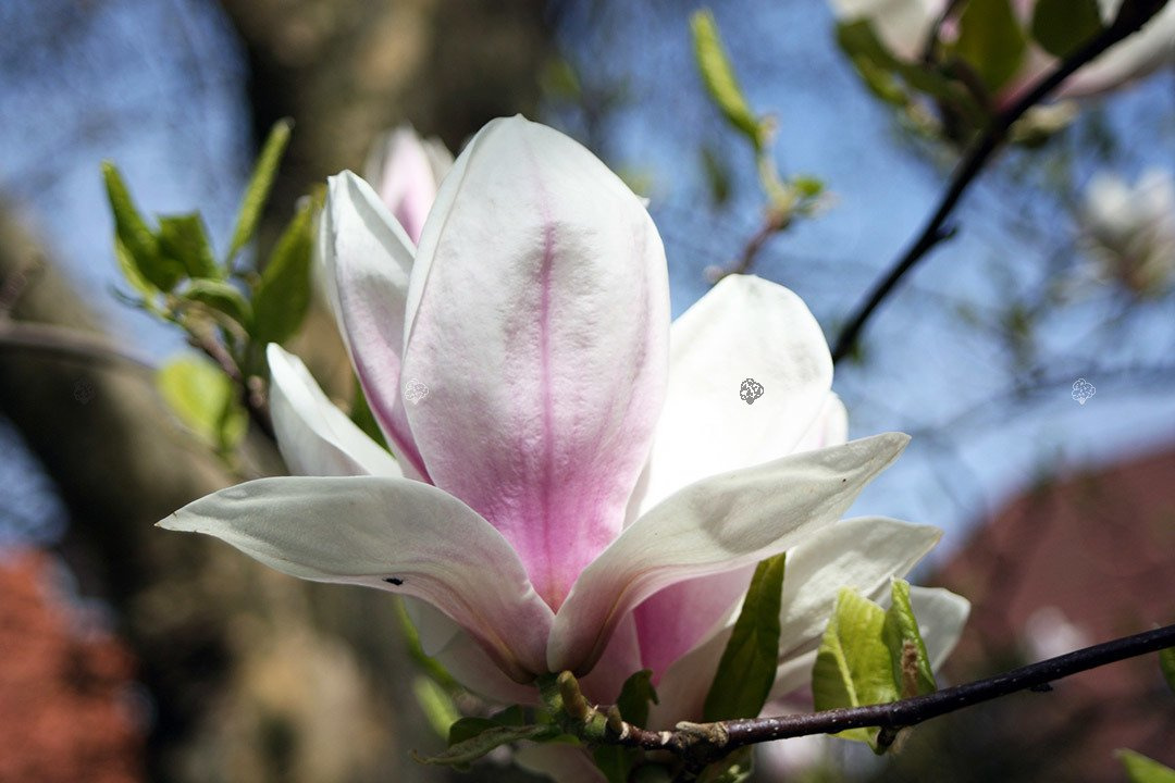 Magnolia Soulange'a Magnolia soulangeana C2