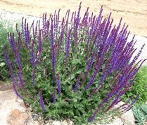 Szałwia omszona Ostfriesland Salvia nemorosa P9