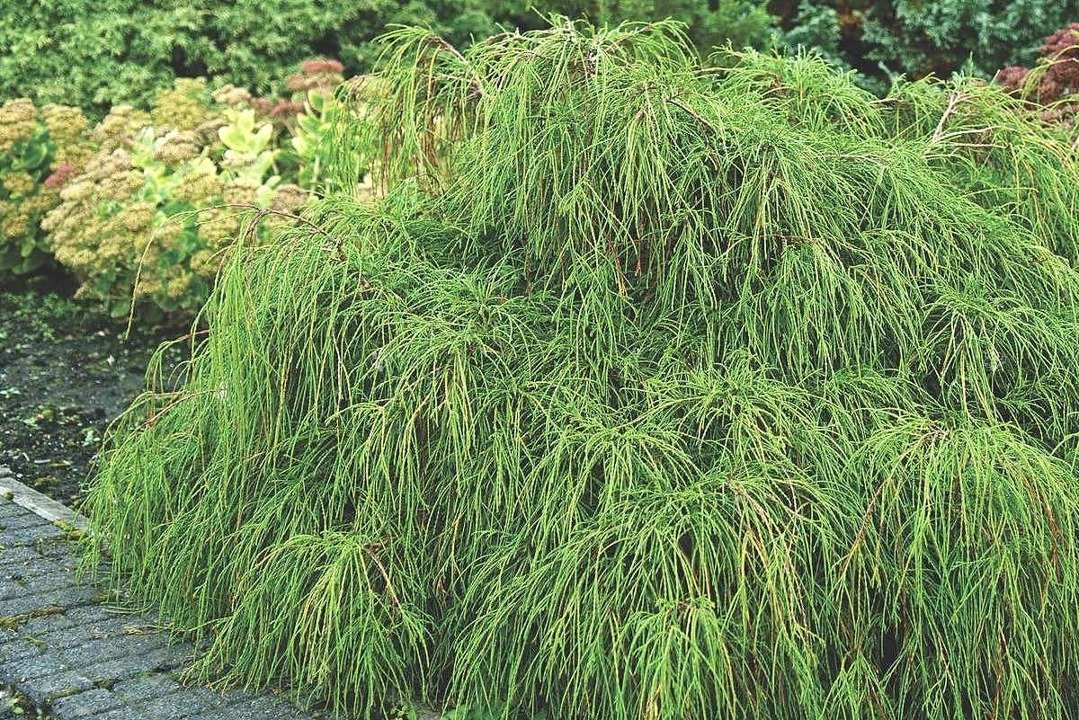 Cyprysik groszkowy Filifera Nana Chamaecyparis pisifera C3